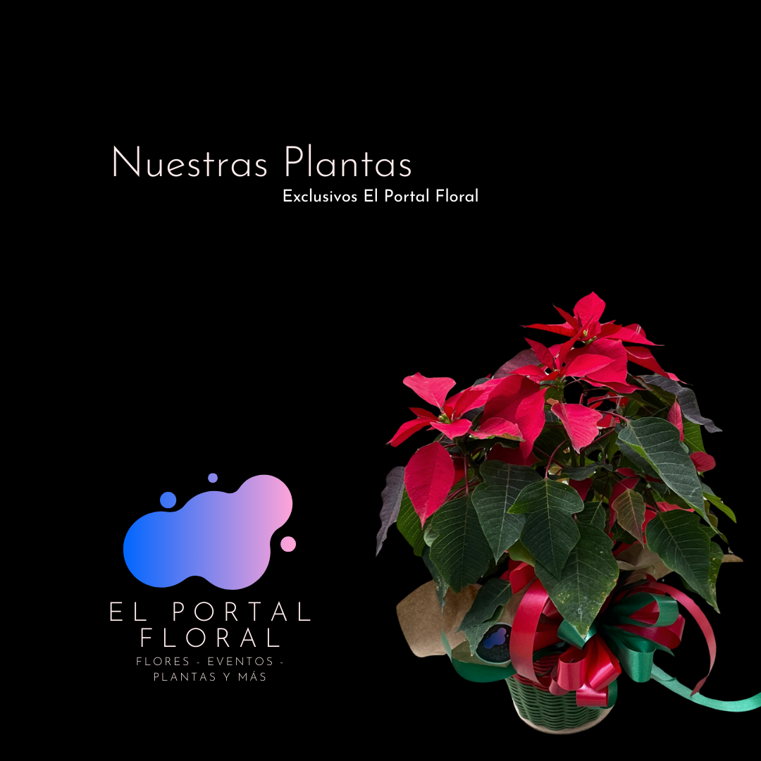 PLANTAS