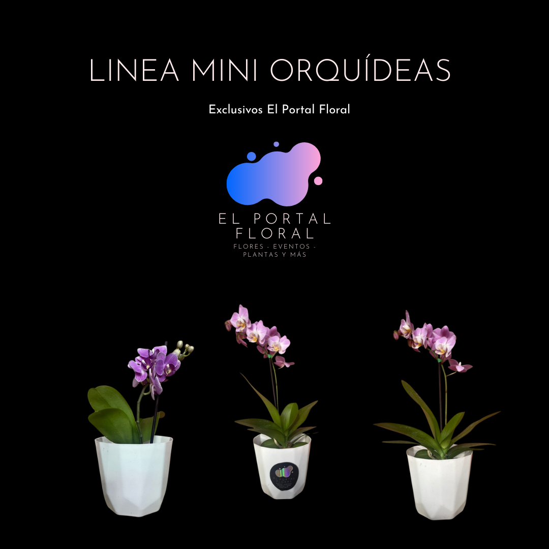 MINI ORQUÍDEAS