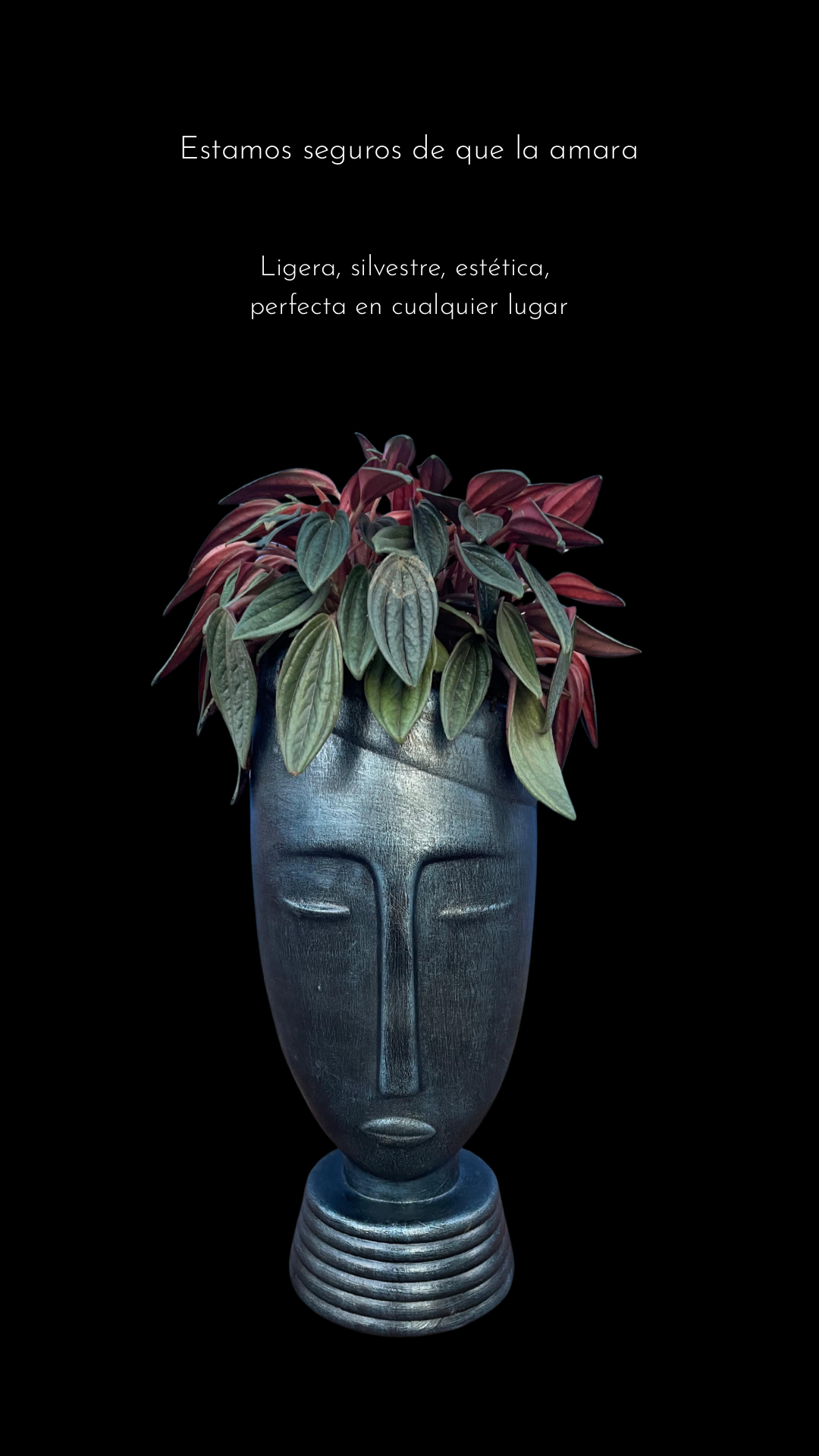 PLANTA PEPPEROMIA ROSSO - COLECCIÓN BASES DE CERÁMICA