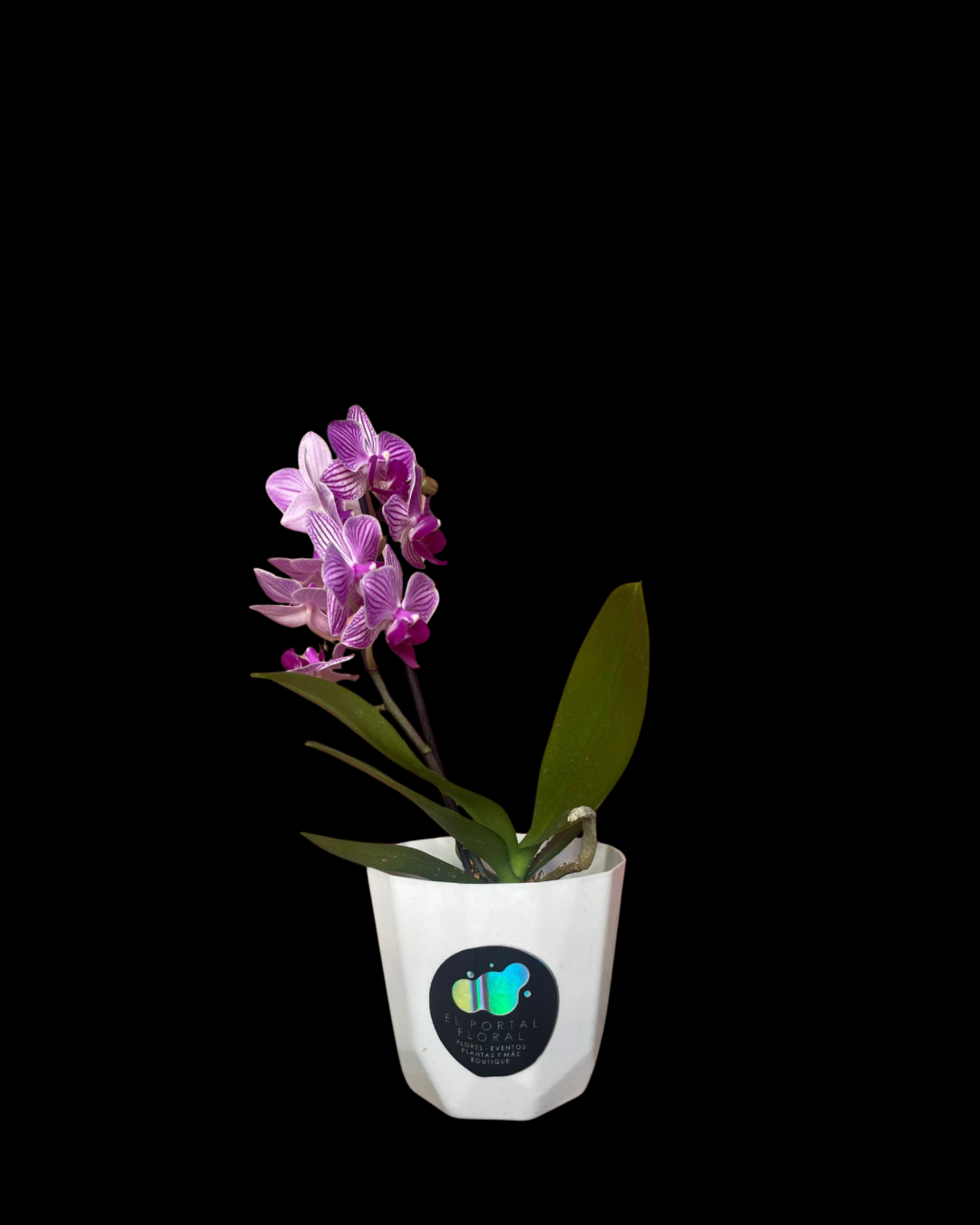 MINI ORQUÍDEA PÚRPURA EXÓTICO