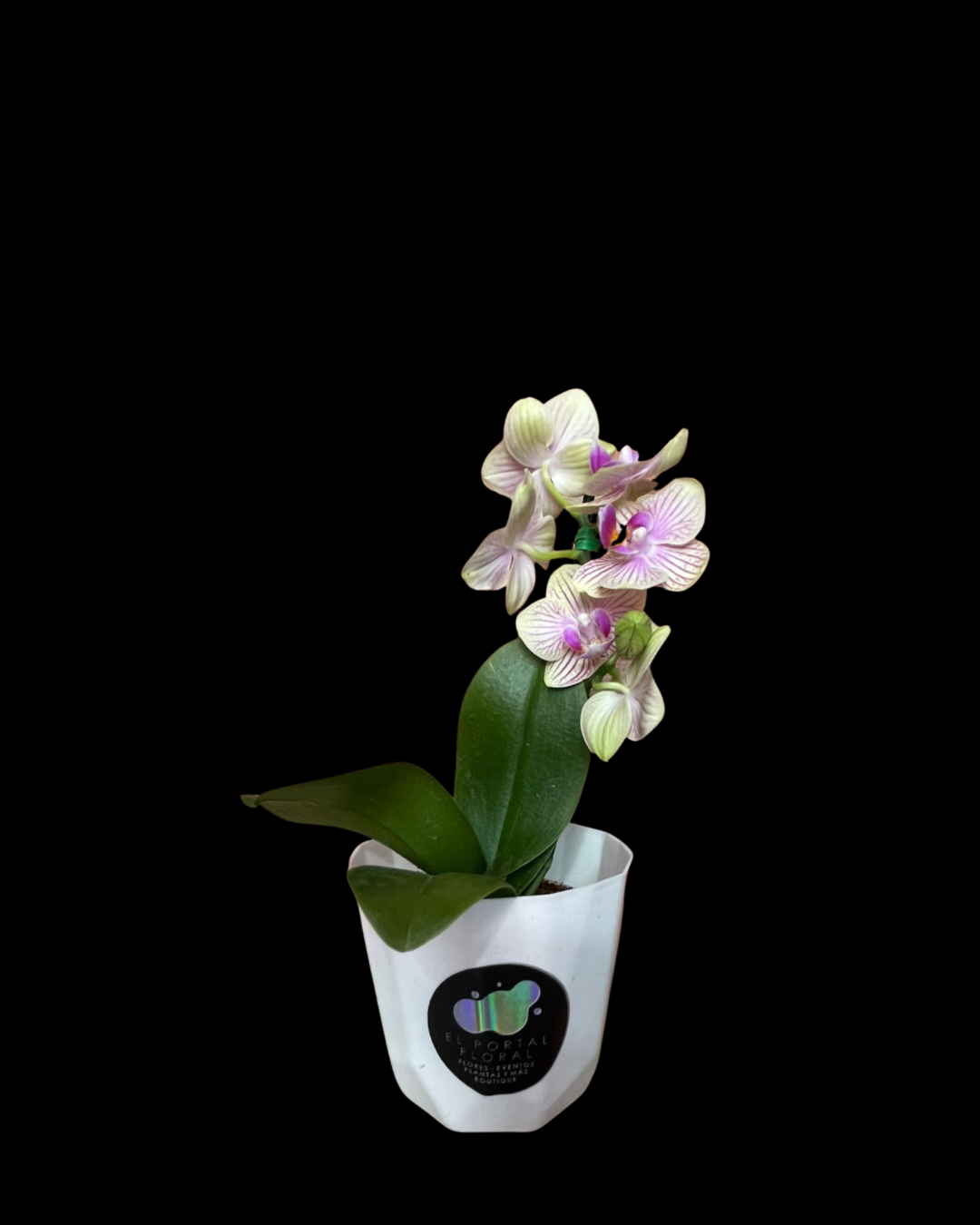 MINI ORQUÍDEA BLANCO