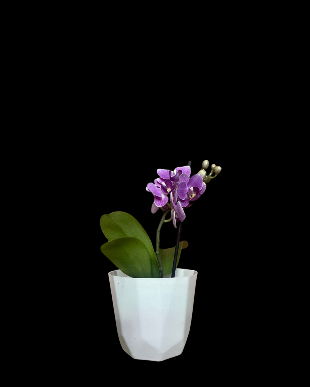 MINI ORQUÍDEA PÚRPURA