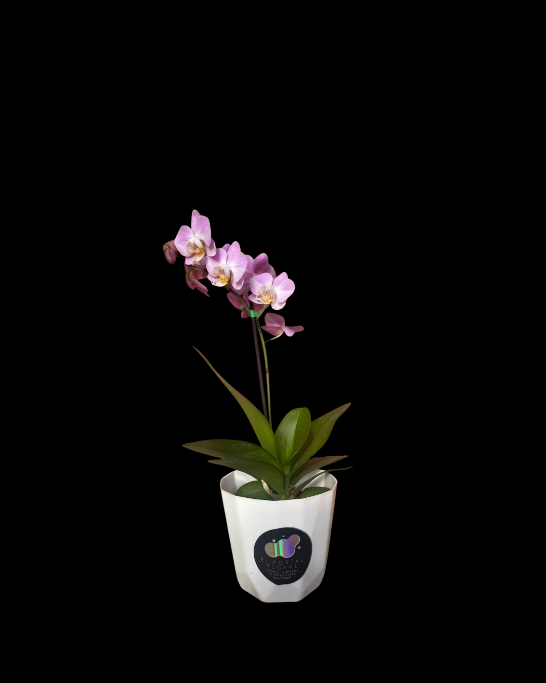 MINI ORQUÍDEA LILA