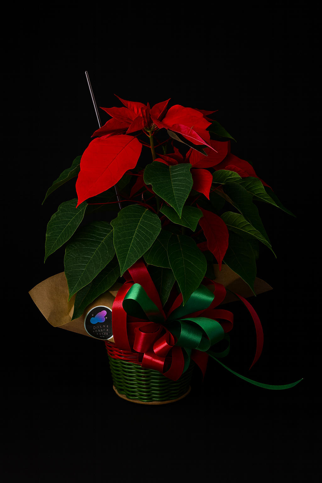Planta Poinsettias