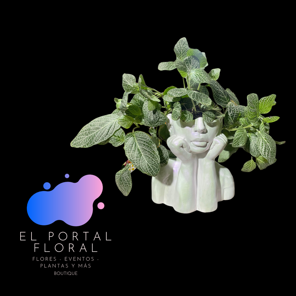 FITONIA ROSTRO MODERNO - COLECCIÓN BASES DE CERÁMICA