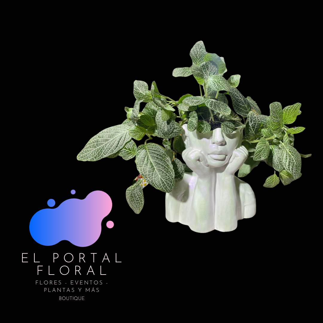 FITONIA ROSTRO MODERNO - COLECCIÓN BASES DE CERÁMICA