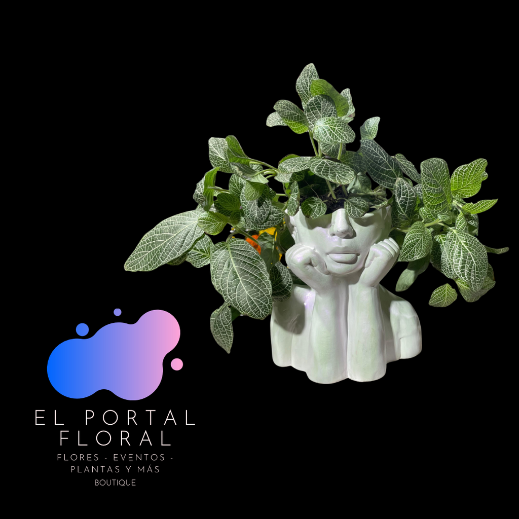 FITONIA ROSTRO MODERNO - COLECCIÓN BASES DE CERÁMICA