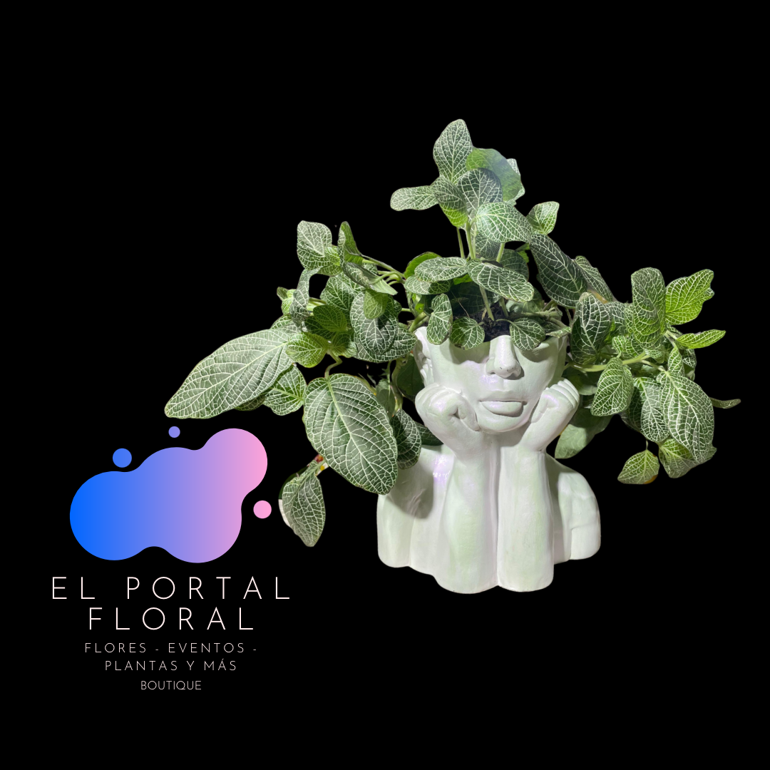 FITONIA ROSTRO MODERNO - COLECCIÓN BASES DE CERÁMICA