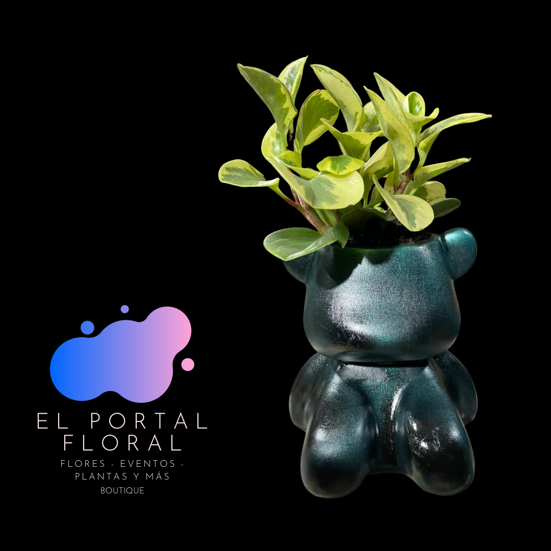 PEPPEROMIA OBTUSIFOLIA OSO MODERNO - COLECCIÓN BASES DE CERÁMICA