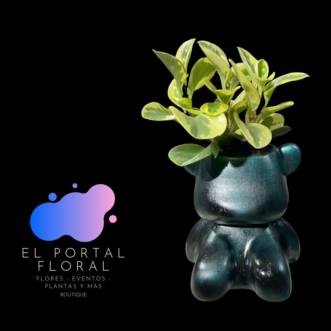 PEPPEROMIA OBTUSIFOLIA OSO MODERNO - COLECCIÓN BASES DE CERÁMICA