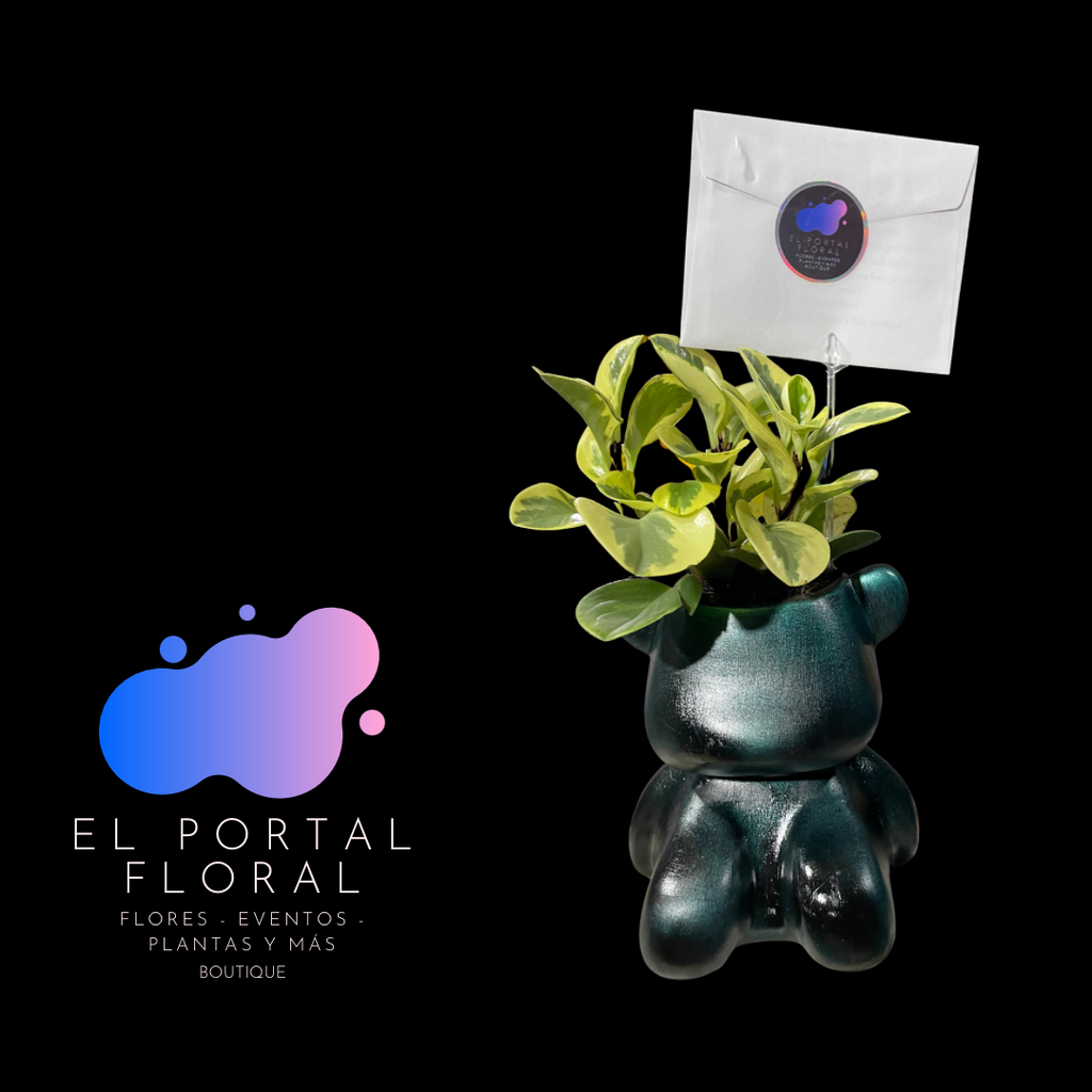 PEPPEROMIA OBTUSIFOLIA OSO MODERNO - COLECCIÓN BASES DE CERÁMICA