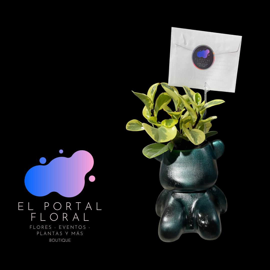 PEPPEROMIA OBTUSIFOLIA OSO MODERNO - COLECCIÓN BASES DE CERÁMICA